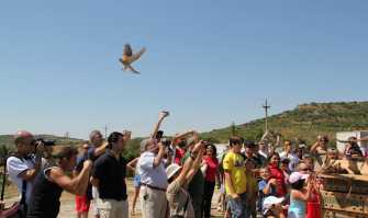Altamura, salvati e liberati 78 falchi grillai: �Ma sono tante le specie a rischio�